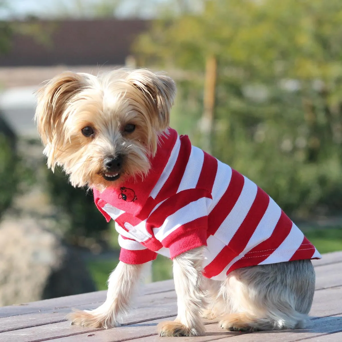 Flame Scarlet Red & White Striped Polo Shirt